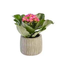Hot Kalanchoé baby avec cache-pot Ø 6 cm