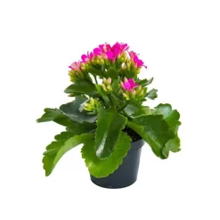 Discount Kalanchoé Calandiva à fleurs doubles plante baby en pot Ø 6 cm