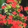Hot KALANCHOE CARNAVAL COUPE