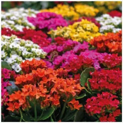 Hot BOTANIC® Kalanchoe. La coupe de Ø 23 cm