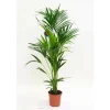 New Kentia forsteriana