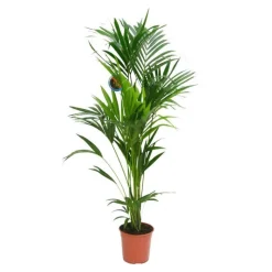 New Kentia forsteriana