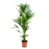 Clearance Kentia Forsteriana pot Ø24 cm/ H130 cm