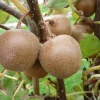 Best BOTANIC® Kiwi 'Minkigold'. Le pot de 2 litres