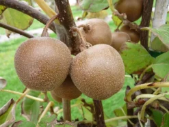 Best BOTANIC® Kiwi 'Minkigold'. Le pot de 2 litres