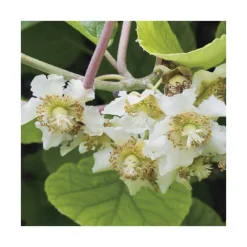 Hot BOTANIC® Kiwi Mâle 'Tomuri' Bio. Le pot de 5 litres