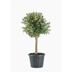 Hot Kumquat. Le pot de 60 litres