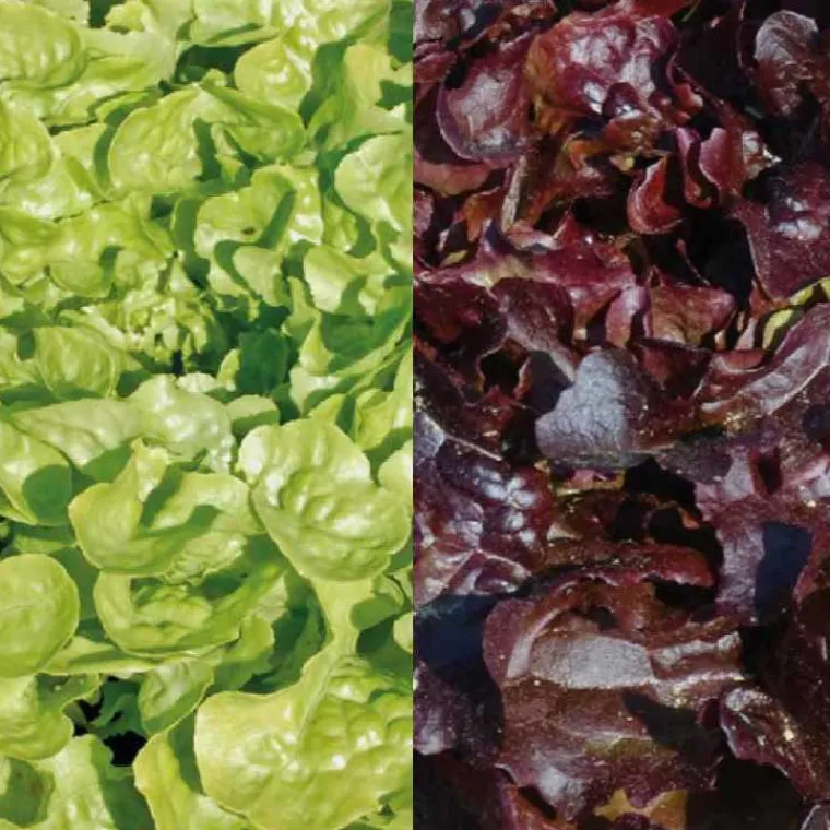 Online BOTANIC® Laitue Feuille de Chêne rouge Mélange Bio - La barquette de 12 plants