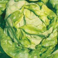 Sale BOTANIC® Laitue Pommee Analora Bio. La barquette de 12 plants