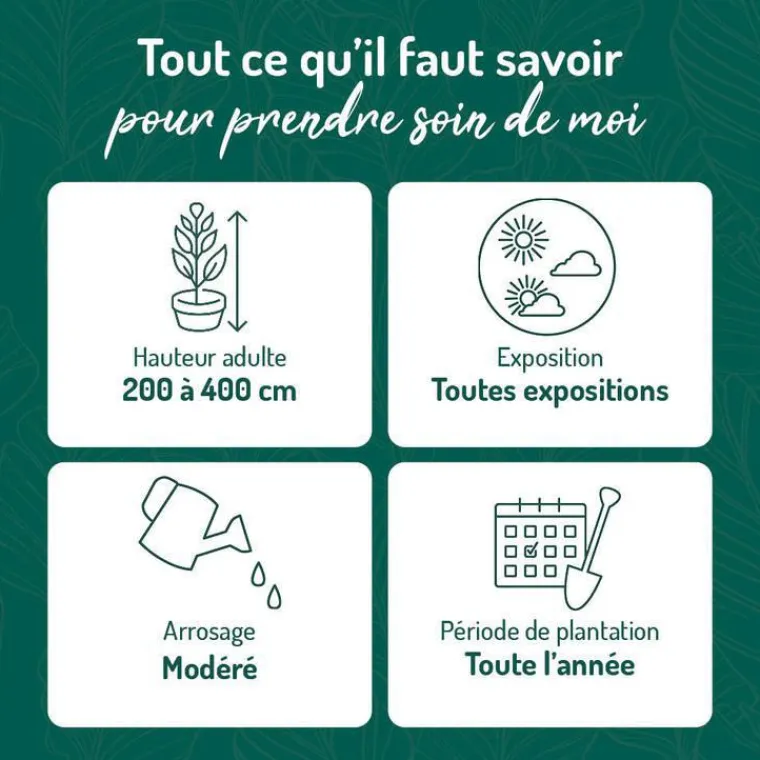 BOTANIC® Laurier cerise - pot 15 L