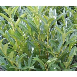 BOTANIC® Laurier cerise - pot 15 L