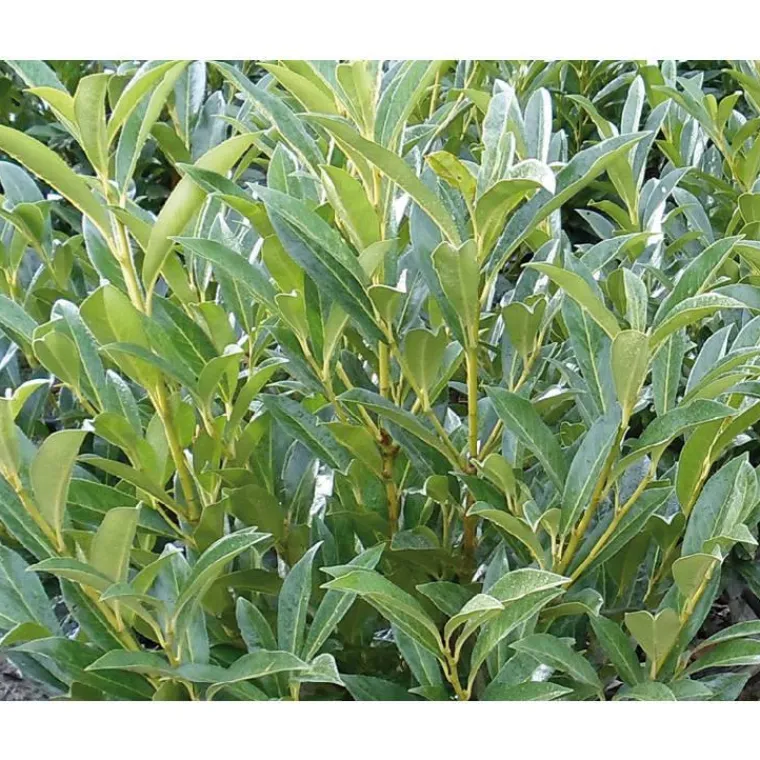 BOTANIC® Laurier cerise - pot 15 L