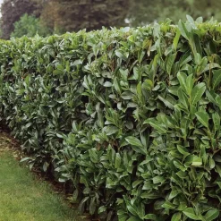 BOTANIC® Laurier cerise - pot 15 L