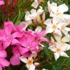 Online BOTANIC® Laurier rose (NERIUM OLEANDER VARIE) Le pot de 15 litres