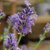 Hot Lavande Angustifolia Munstead - pot 3 L