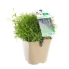 Clearance BOTANIC® Lavande Angustifolia Munstead à fleurs violettes. Le pot de 3 litres