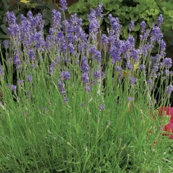 Clearance BOTANIC® Lavande Angustifolia Munstead à fleurs violettes. Le pot de 3 litres