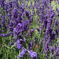 Discount Lavande bleue. Le pot de 3 litres