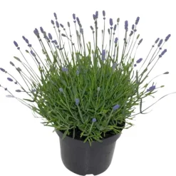 Best Lavande bleue. Le pot de 5 litres