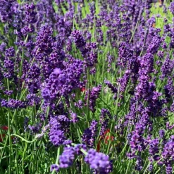 Best Lavande Hidcote Blue 20/40. Le pot de 3 litres