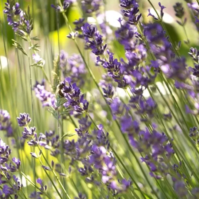 Lavande. Le pot de 7 litres