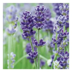 Discount Lavande Officinale - pot 5 L