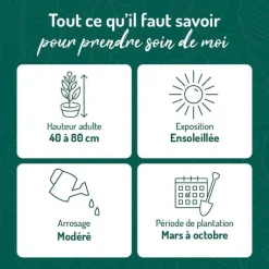 Discount BOTANIC® Lavande ou Lavandin Grosso à fleurs violettes. Le pot de 3 litres