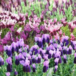 Best Lavande Plumettes. Le pot de 4 litres