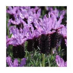 Hot Lavande Stoechas bleue. Le pot de 3 litres