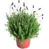 Discount LAVANDULA