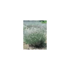 Discount Lavandula Angustifolia Edelweiss – Pot de 2L