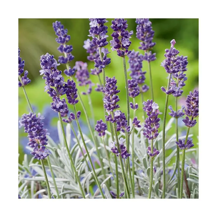 Sale BOTANIC® Lavandula Augustifolia Varie ou Lavande pot 3 L