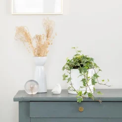 Outlet BOTANIC® Lierre panaché vert en pot blanc émaillé . Le pot Ø 15 cm