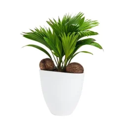 Online Livistona Avani – Pot céramique blanc