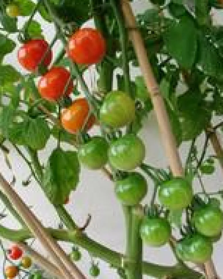 Sale TRADEX Lot de 4 tuteurs coloris bois en bambou - 120 cm