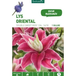 New BOTANIC® Lys Oriental Double Sweet Rosy rose - 1 bulbe