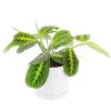 Clearance BOTANIC® Maranta Leuconeura 'Lemon' vert en pot blanc émaillé . Le pot Ø 15 cm