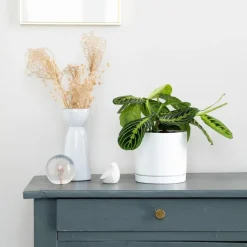 Clearance BOTANIC® Maranta Leuconeura 'Lemon' vert en pot blanc émaillé . Le pot Ø 15 cm