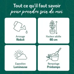 Clearance BOTANIC® Maranta Leuconeura 'Lemon' vert en pot blanc émaillé . Le pot Ø 15 cm