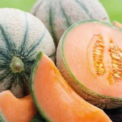 New BOTANIC® Melon Jenga Bio. Le pot de 10,5 cm