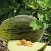 Discount BOTANIC® Melon Vert Espagnol Bio. Le pot de 10,5 cm