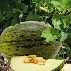 Discount BOTANIC® Melon Vert Espagnol Bio. Le pot de 10,5 cm