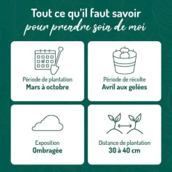 New BOTANIC® Menthe Verte Bio. Le pot de 1 litre