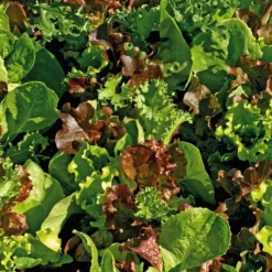 Online BOTANIC® Mesclun Cretois Bio. La barquette de 12 plants