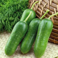 Best BOTANIC® Mini Concombre Paska Bio. Le pot de 10,5 cm