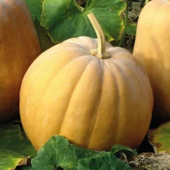 Sale BOTANIC® Mini Courge Muscade De Provence Carat Bio. Le pot de 9x9 cm