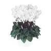 Sale BOTANIC® Mini cyclamen blanc - Le pot de diamètre 10,5 cm