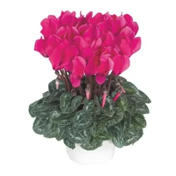BOTANIC® Mini cyclamen fuchsia vif - Le pot de diamètre 10,5 cm