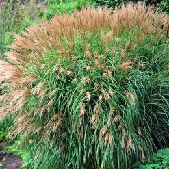 BOTANIC® Miscanthus sinensis Yaku Jima vert . Le pot de 7,5 litres