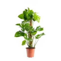 New Monstera Deliciosa pot tuteur mousse Ø19xH90 cm